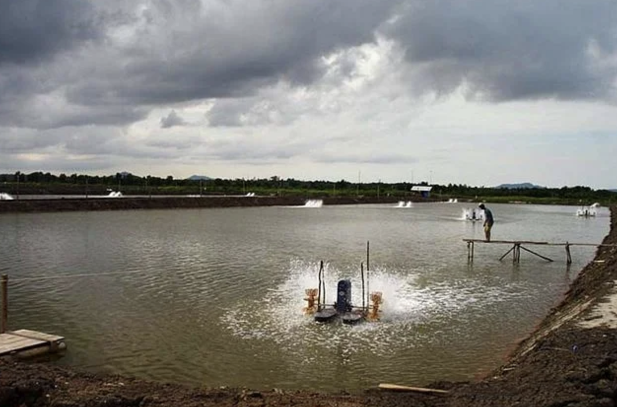La evolución del cultivo de camarón: de prácticas tradicionales a soluciones de alta tecnología